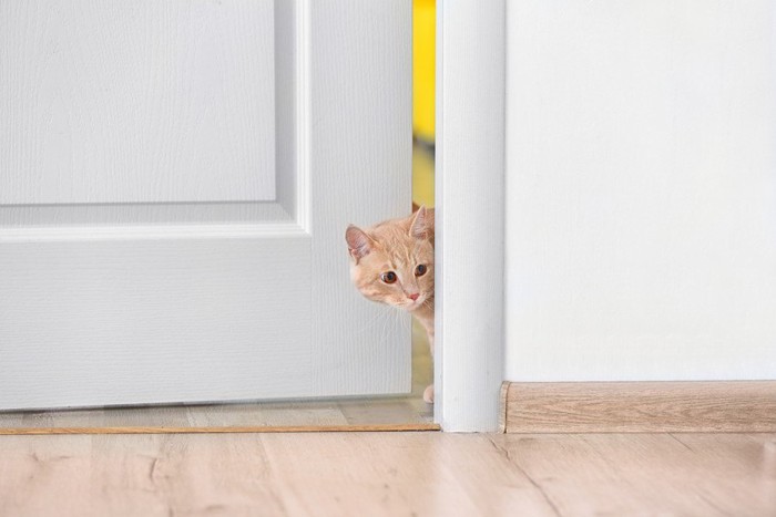 ドアの隙間から顔を出す猫