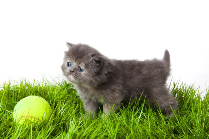 テニスボールと猫