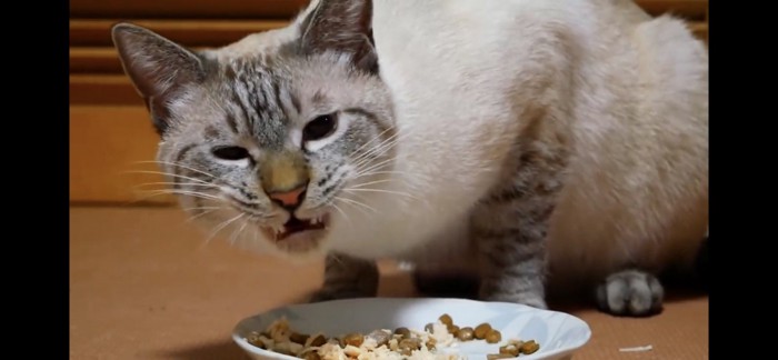 ごはんを食べる猫