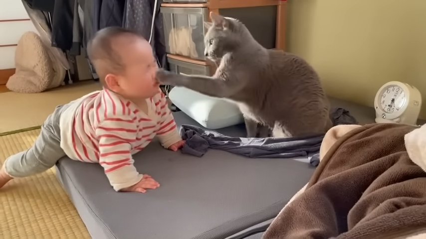 赤ちゃんの顔に猫パンチをする猫