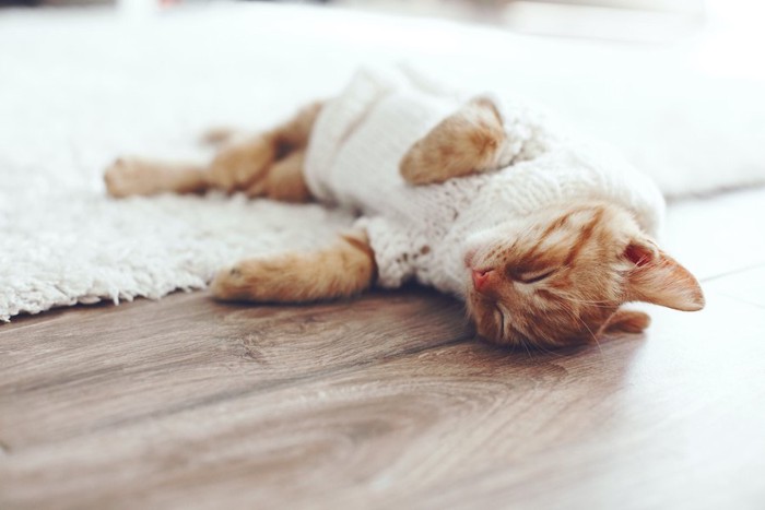 セーターを着て眠っている猫