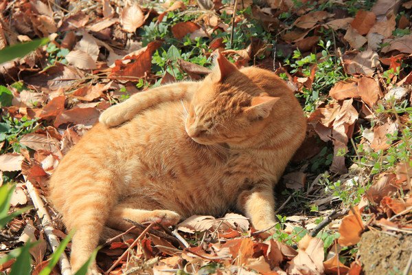 木の葉と猫