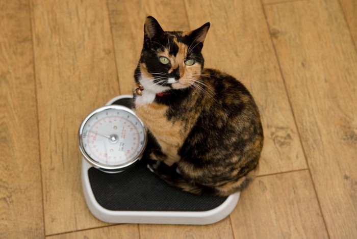体重をはかる猫