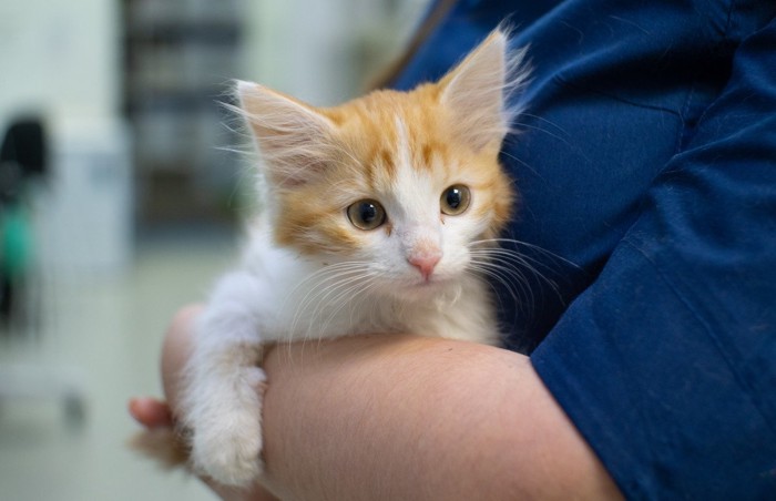 腕にしがみつく子猫