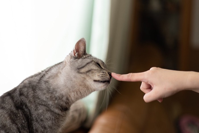 人の指に鼻を近づける猫