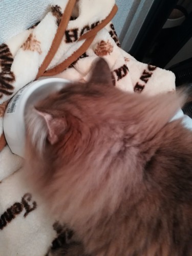 ピュリナワンを食べる猫