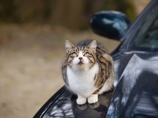車に乗る猫