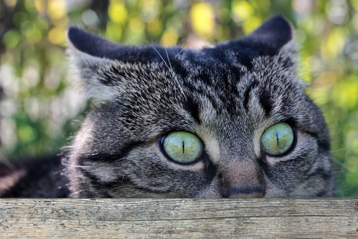 目線のやばい猫