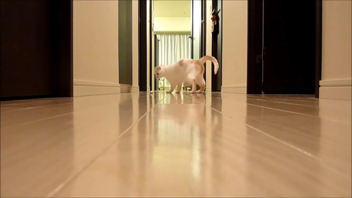 おもちゃを追いかけて廊下の真ん中で止まる猫