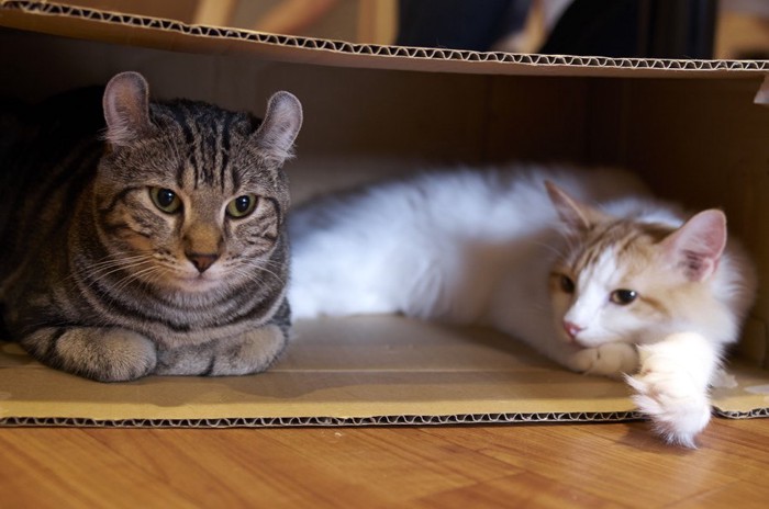 箱で寛ぐ猫