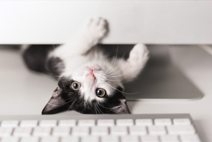 パソコンの下からのぞく猫
