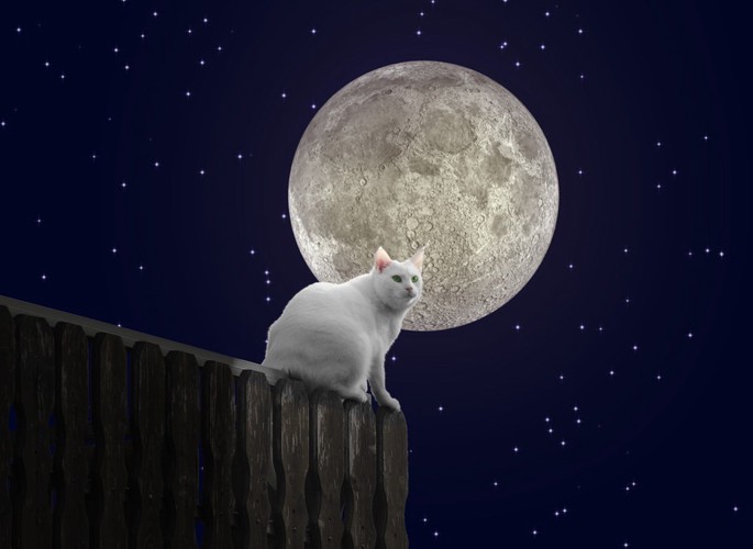 満月と白猫