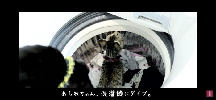 洗濯機にダイブする猫