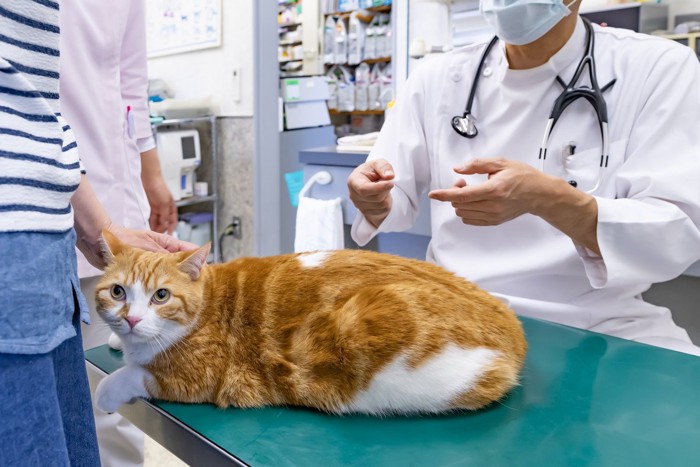 動物病院に連れてこられた猫と診察する獣医師