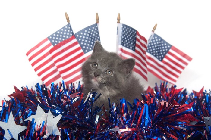 アメリカ国旗と子猫
