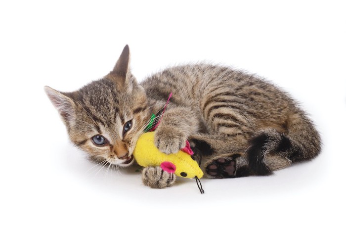 ネズミのおもちゃに噛み付く子猫
