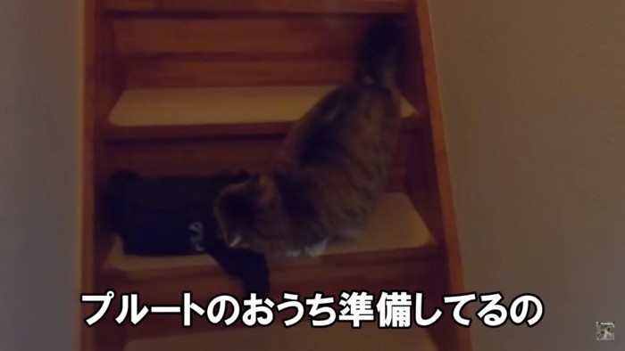 階段で待つ猫