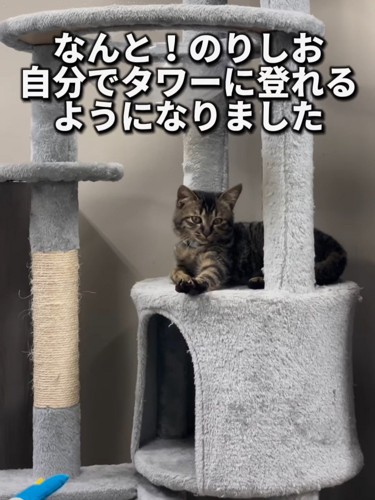キャットタワーにいる1匹の子猫