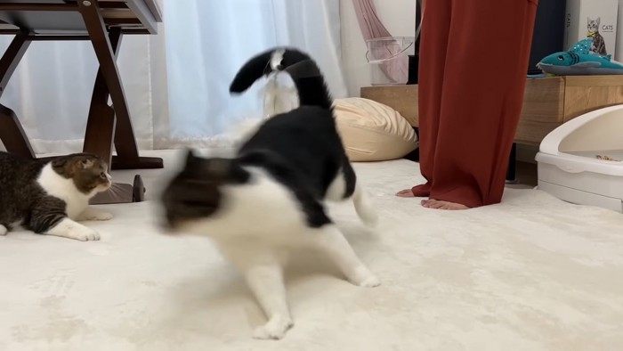 走る猫