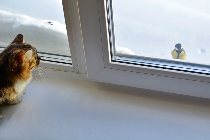 窓の外の鳥を見る猫