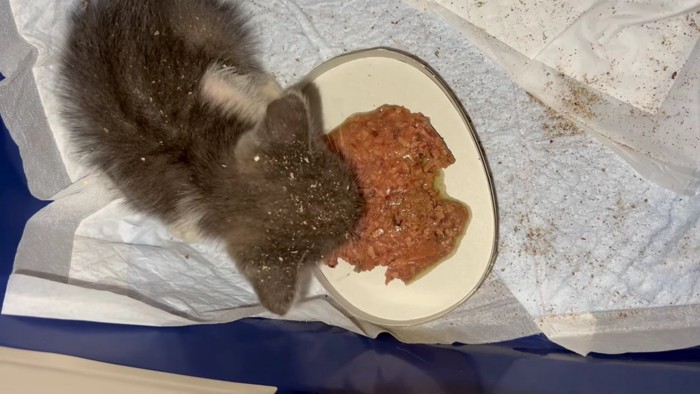 ウェットフードを食べる子猫