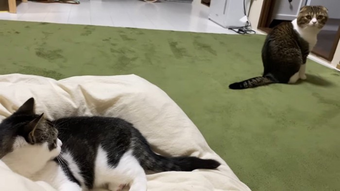 布団の上の猫とおすわりする猫