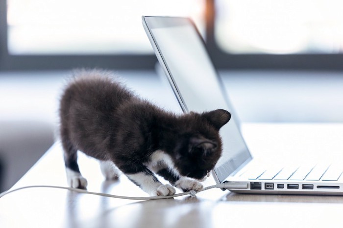 パソコンのコードにじゃれる子猫