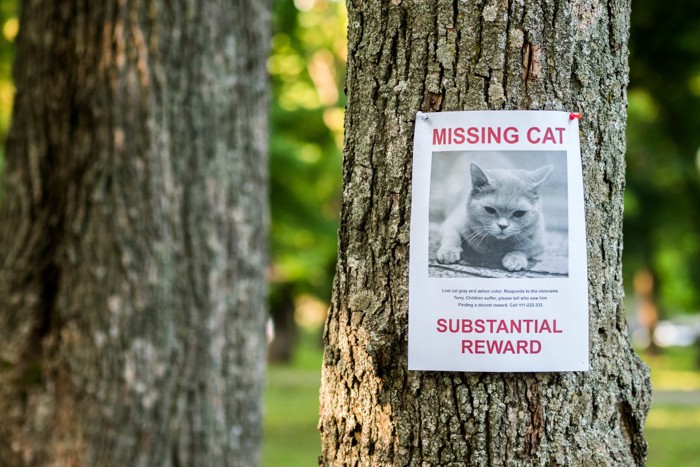 「行方不明の猫」のポスター