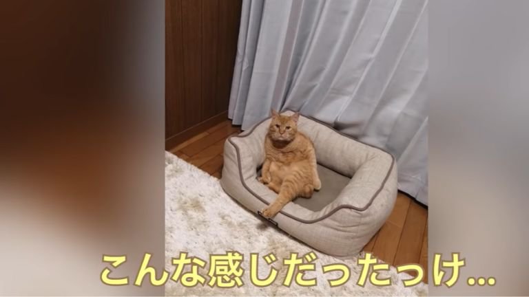 人間みたいな座り方をしている猫