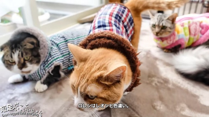 チェック柄の服を着た茶色の猫
