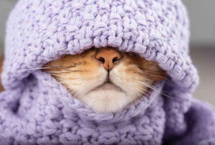 ニット帽とマフラーで顔が隠れる猫