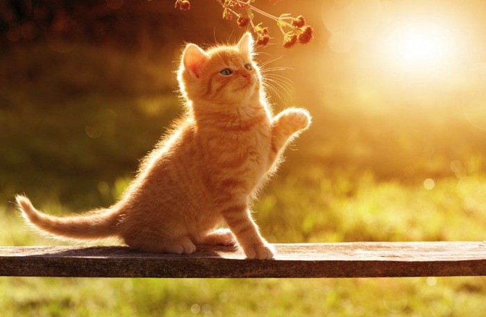 お日様の光を浴びる猫
