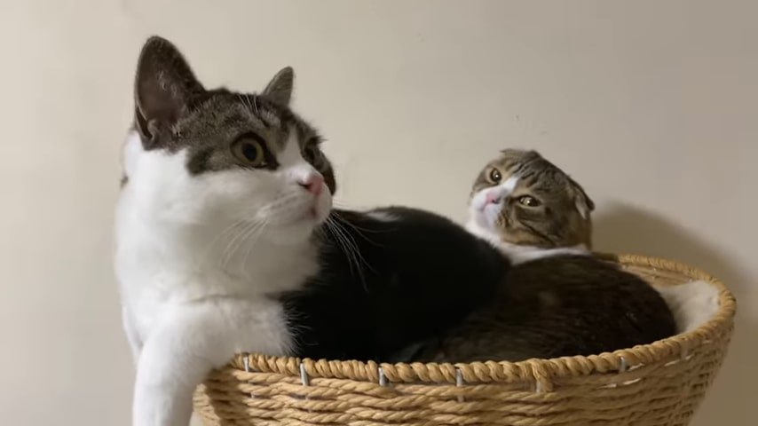 かごの中の2匹の猫