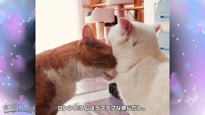 茶色の猫と白い猫