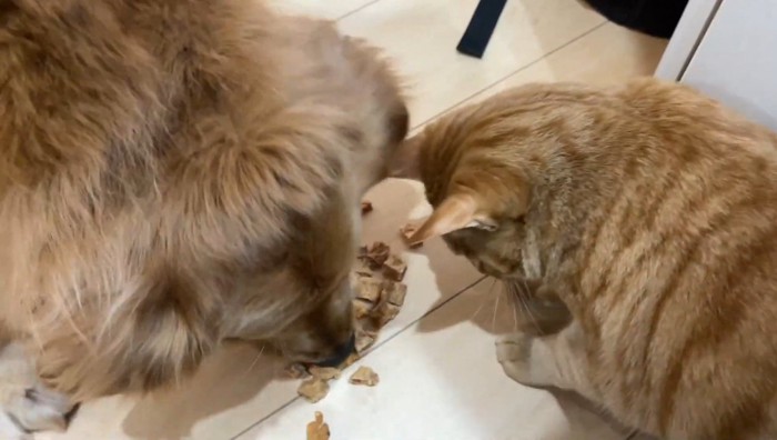 おやつを食べる猫と犬