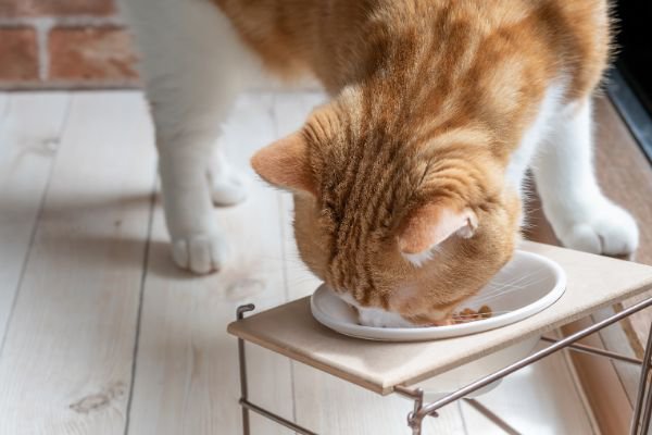 食器台の上でごはんを食べる猫
