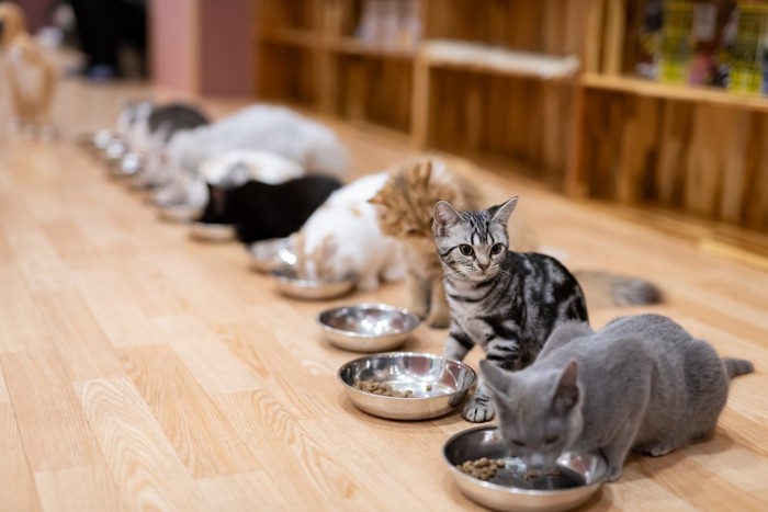 ご飯タイムの猫たち
