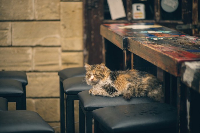 カウンターに座っている猫