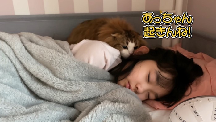 寝ている娘さんに顔を近づける猫