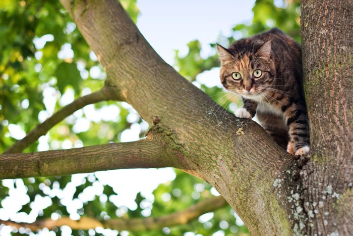 木に登り枝の間にいる猫