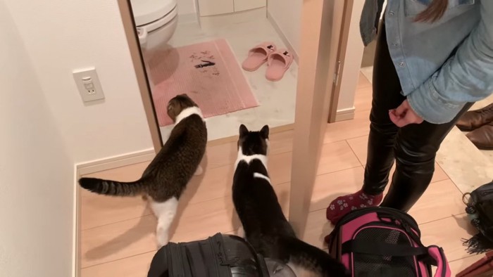 トイレに入る猫