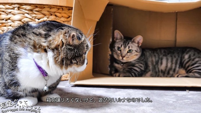 箱の中いる猫と箱の外にいる猫