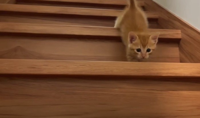 階段を下りる子猫