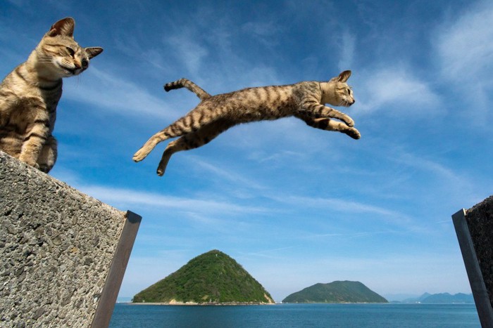 華麗なジャンプの猫