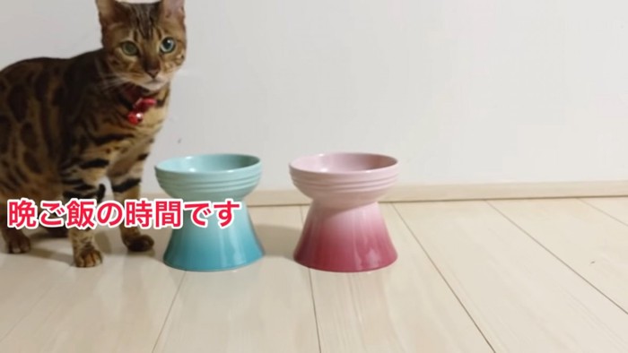 ごはんのお皿の横に立つ猫