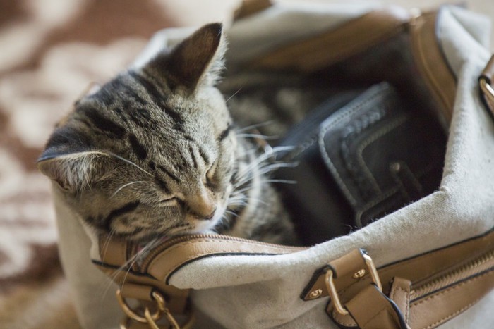 鞄の中で眠る猫