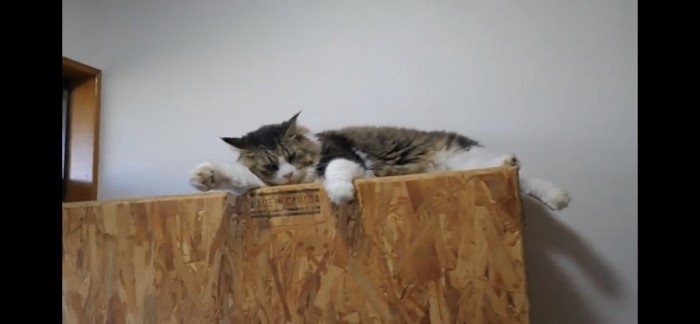 棚の上で眠る猫