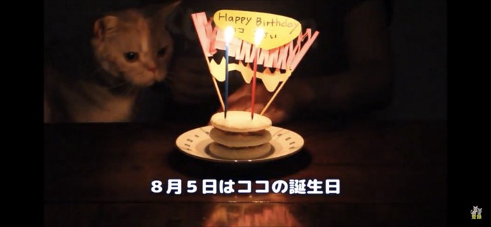誕生日の猫