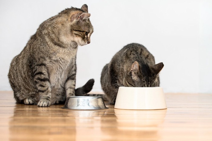 食事をする、食事を待つ二匹の猫