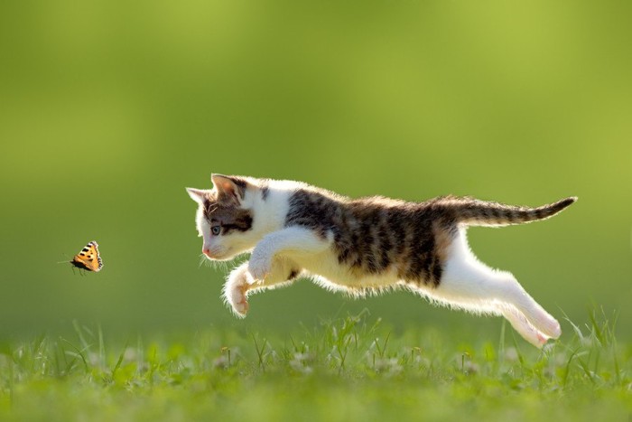 走る猫 